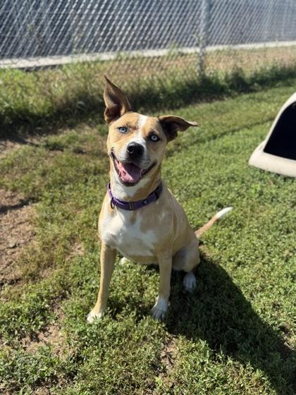 Enlarge Sky - Sponsored Adoption Fee, a Adoptable mixed breed in Aberdeen, SD image 3/3