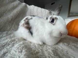 Apricot