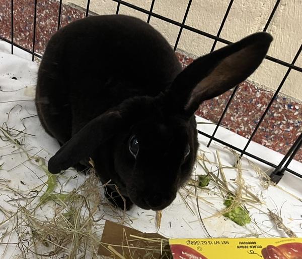 Enlarge Marnie, a Adoptable mixed breed in Stratham, NH image 1/1