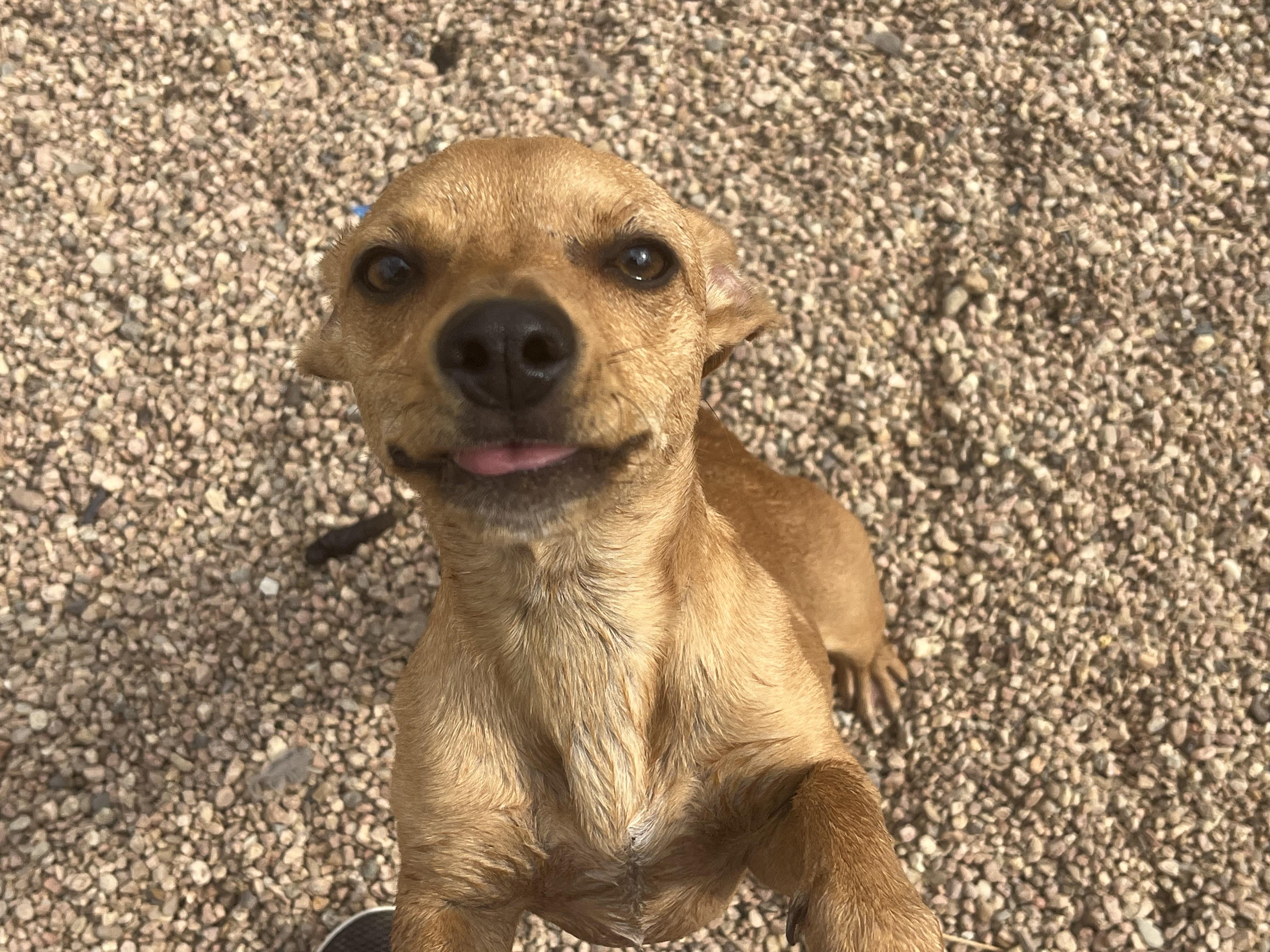 Tessa, Adoptable, Young Female Chihuahua & Dachshund.