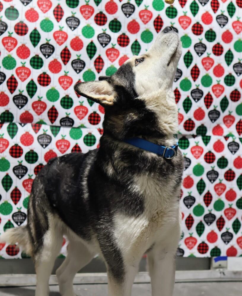 Fizzy, a Adoptable mixed breed in Moses Lake, WA image 1/6