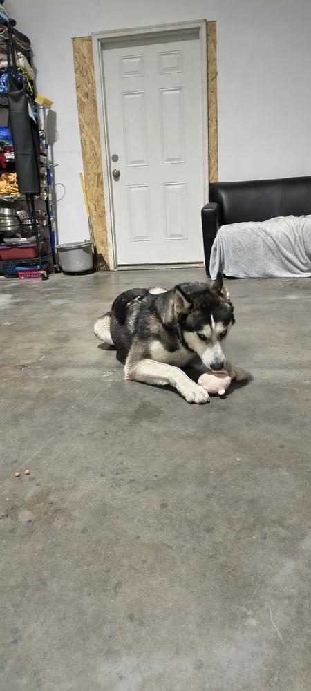 Fizzy, a Adoptable mixed breed in Moses Lake, WA image 2/6