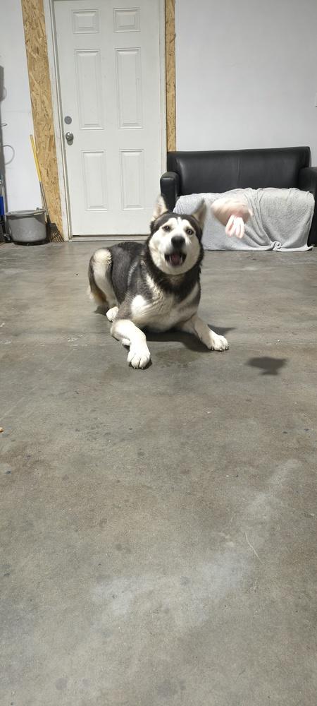 Fizzy, a Adoptable mixed breed in Moses Lake, WA image 3/6