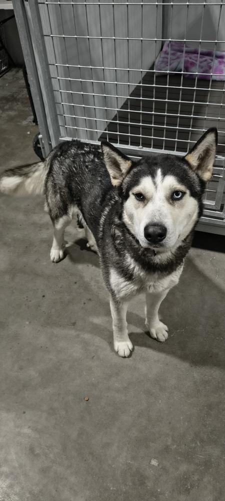 Fizzy, a Adoptable mixed breed in Moses Lake, WA image 4/6