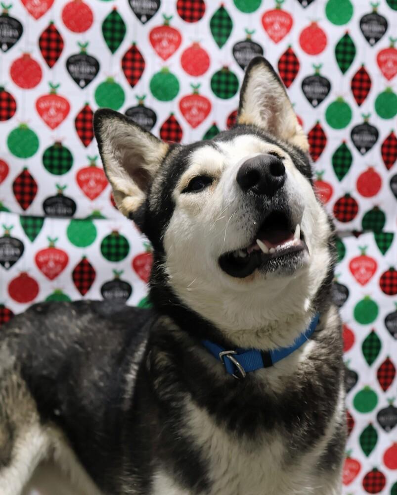 Fizzy, a Adoptable mixed breed in Moses Lake, WA image 5/6