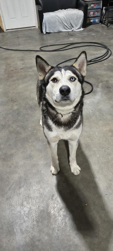 Fizzy, a Adoptable mixed breed in Moses Lake, WA image 6/6