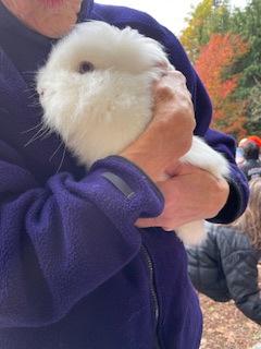 Sterling, Adoptable, Baby Male Lionhead & Bunny Rabbit.