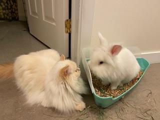 Enlarge Sterling, a Adoptable mixed breed in Everett, WA image 2/3