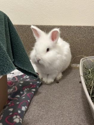 Enlarge Sterling, a Adoptable mixed breed in Everett, WA image 3/3