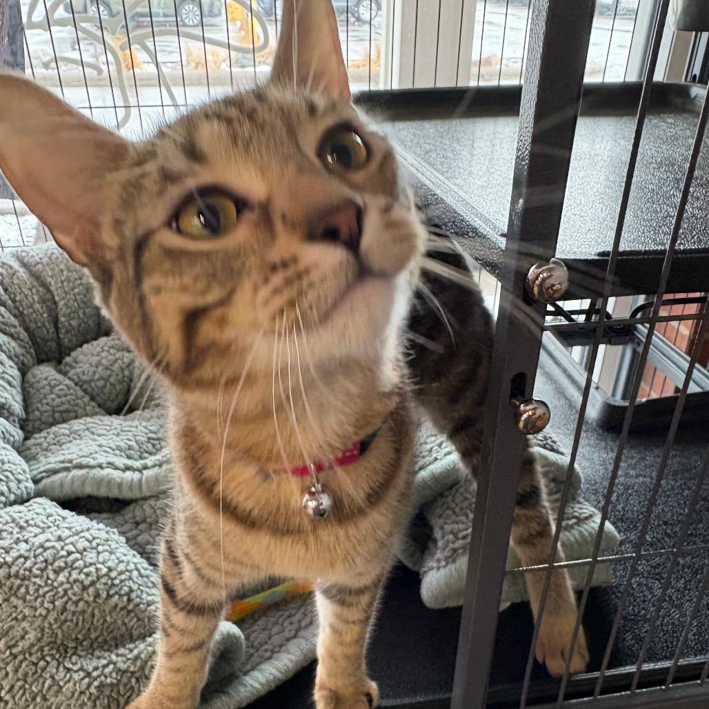 Dorsal Fin, Adoptable, Young Male Domestic Short Hair.