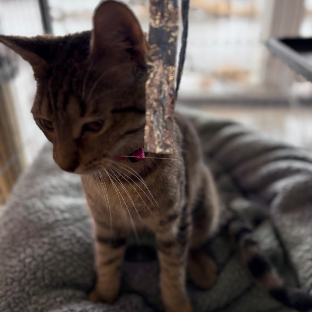 Dorsal Fin, a Adoptable Domestic Short Hair in St. Paul, MN image 2/5