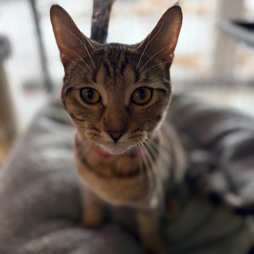 Dorsal Fin, a Adoptable Domestic Short Hair in St. Paul, MN image 3/5