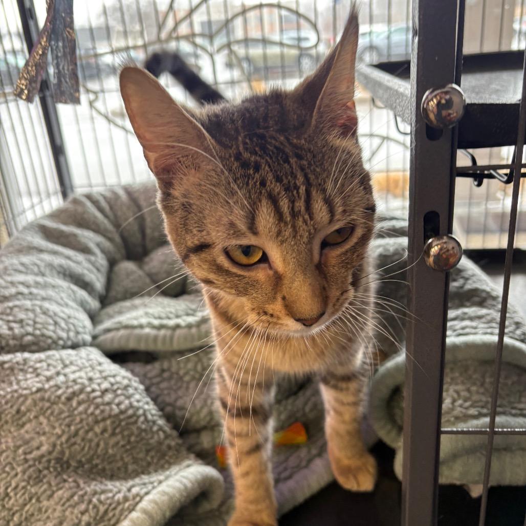 Dorsal Fin, a Adoptable Domestic Short Hair in St. Paul, MN image 4/5