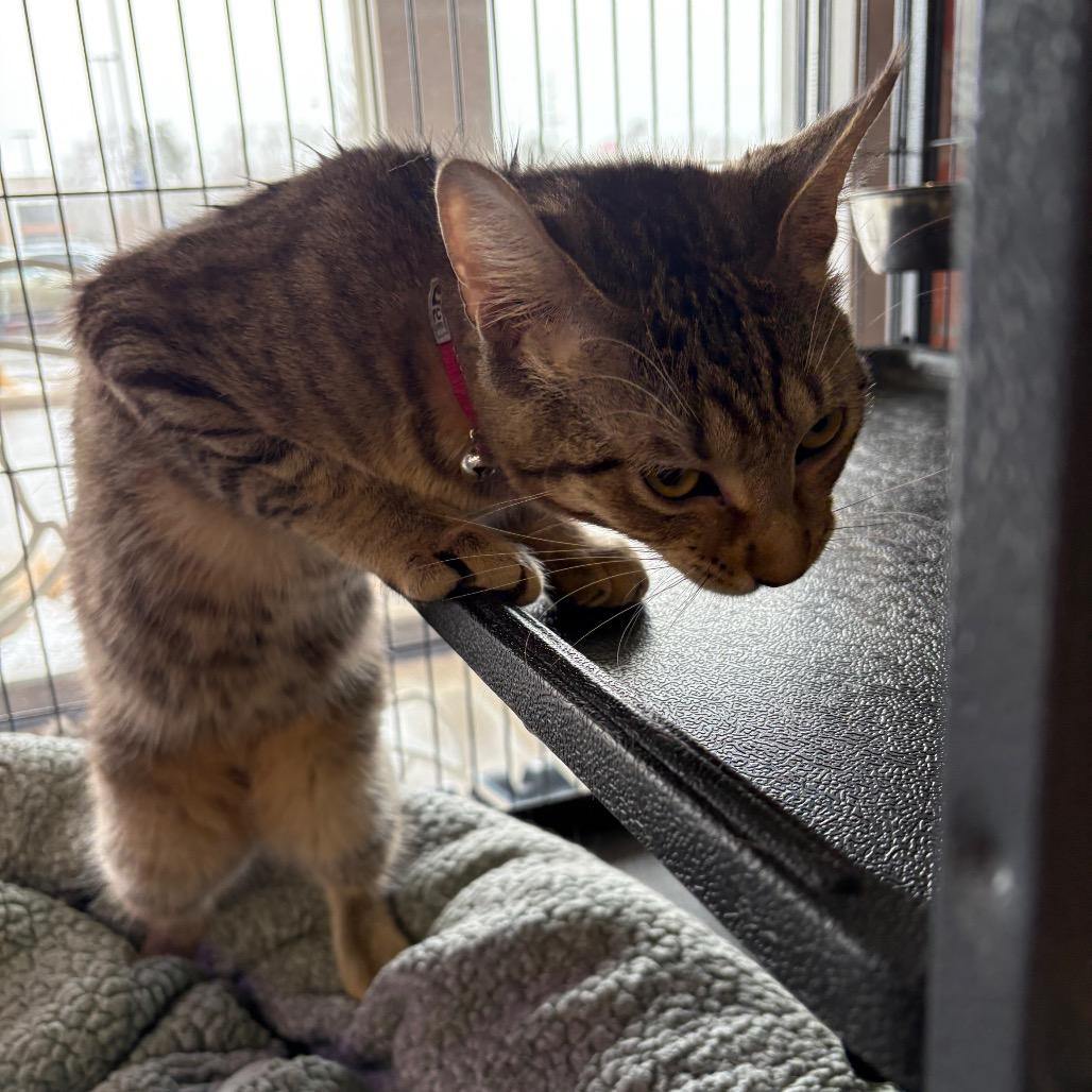 Dorsal Fin, a Adoptable Domestic Short Hair in St. Paul, MN image 5/5