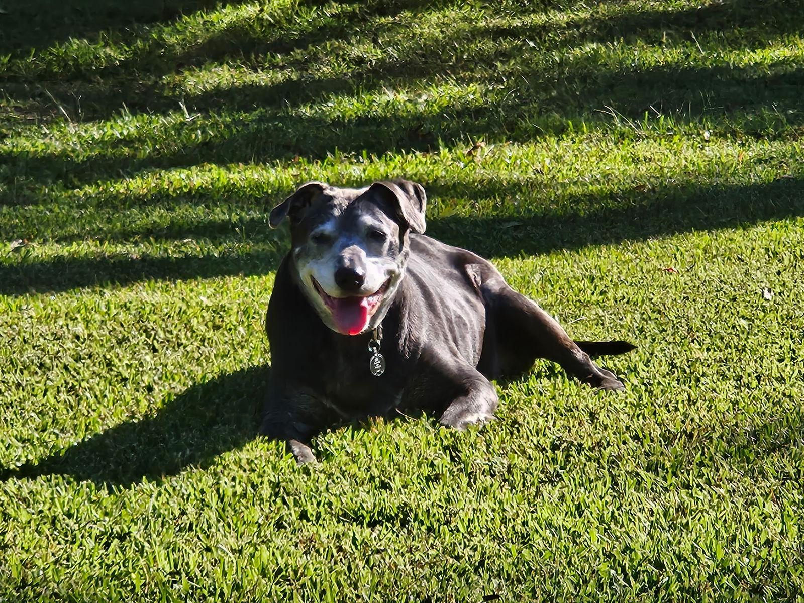 Enlarge Gunnie, a Adoptable mixed breed in Alpharetta, GA image 1/3