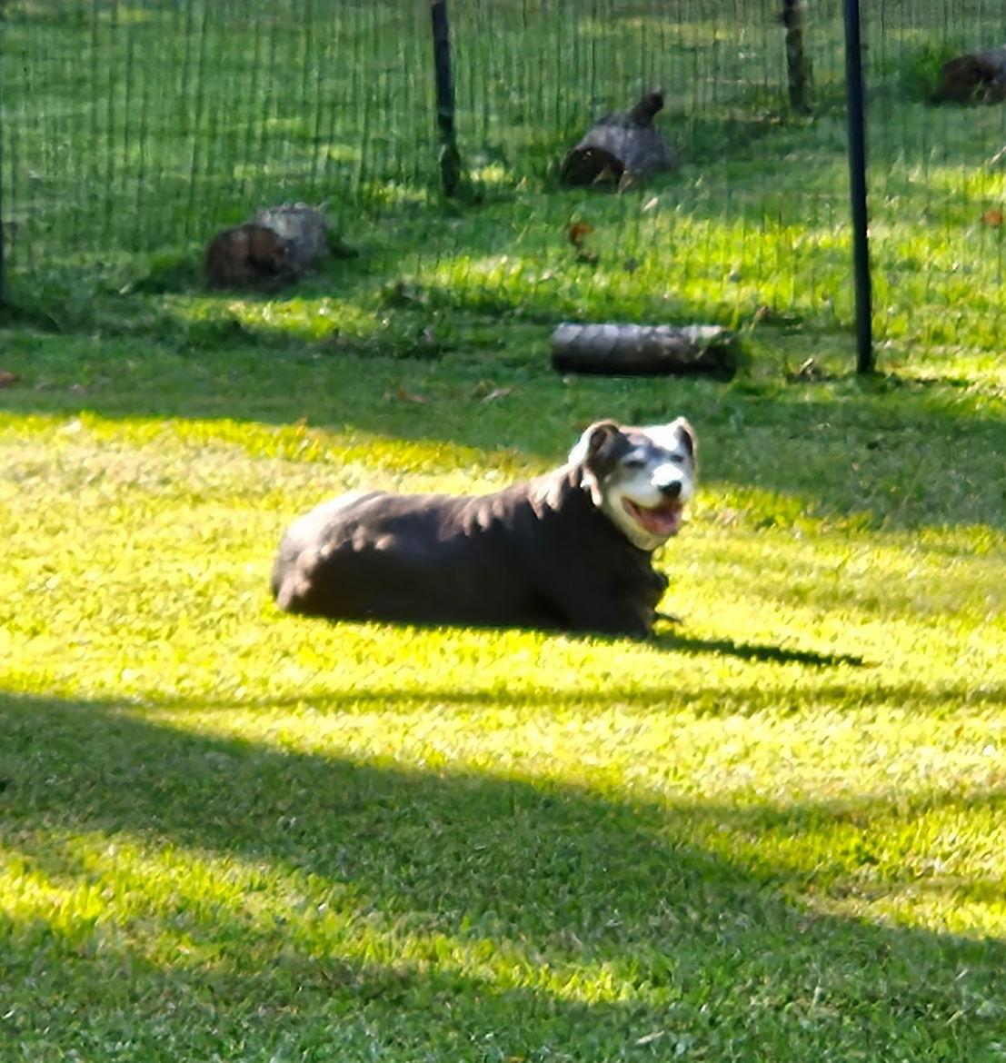 Enlarge Gunnie, a Adoptable mixed breed in Alpharetta, GA image 2/3