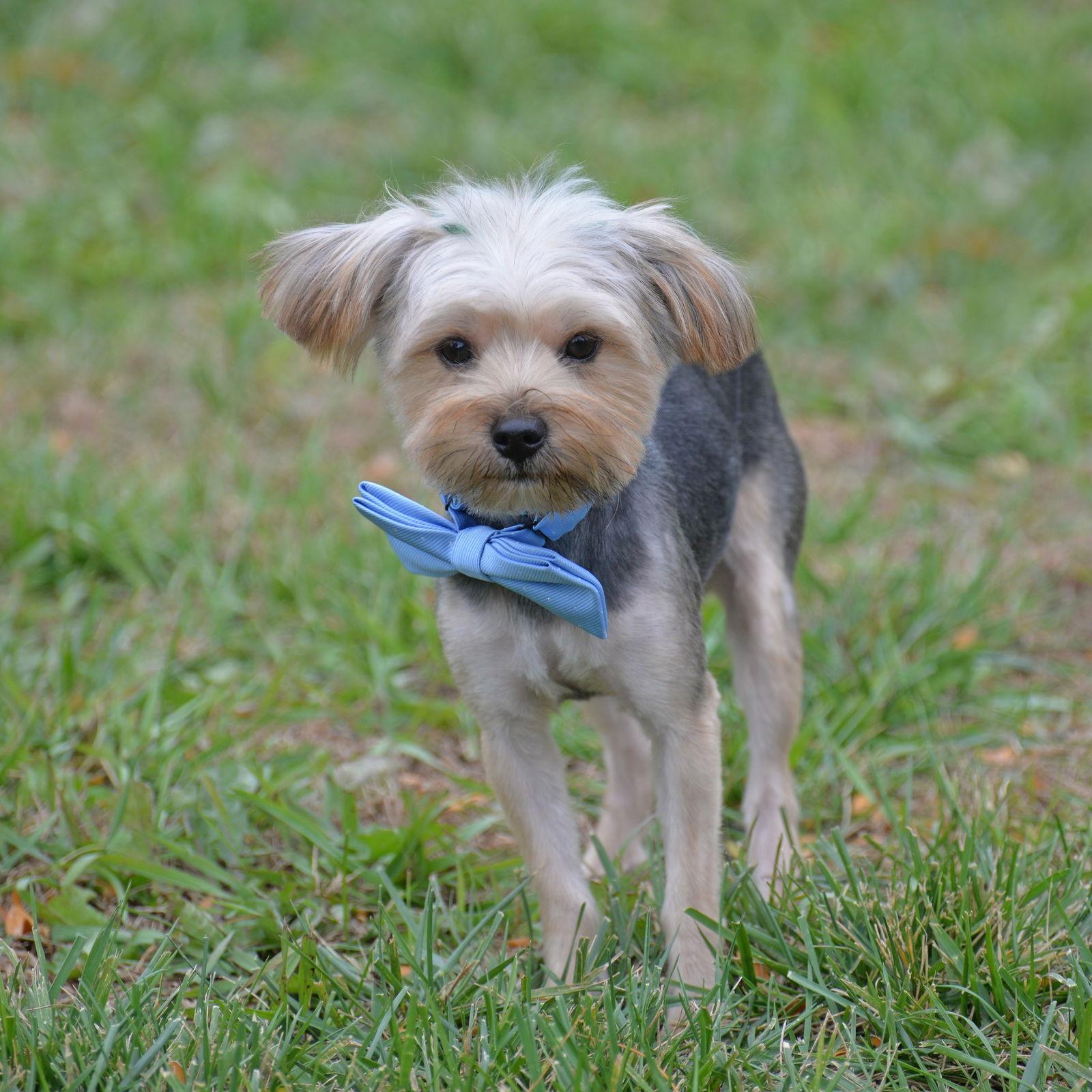 Hawthorne. Nka Thor, a Adopted Yorkshire Terrier in Gretna, NE image 1/3