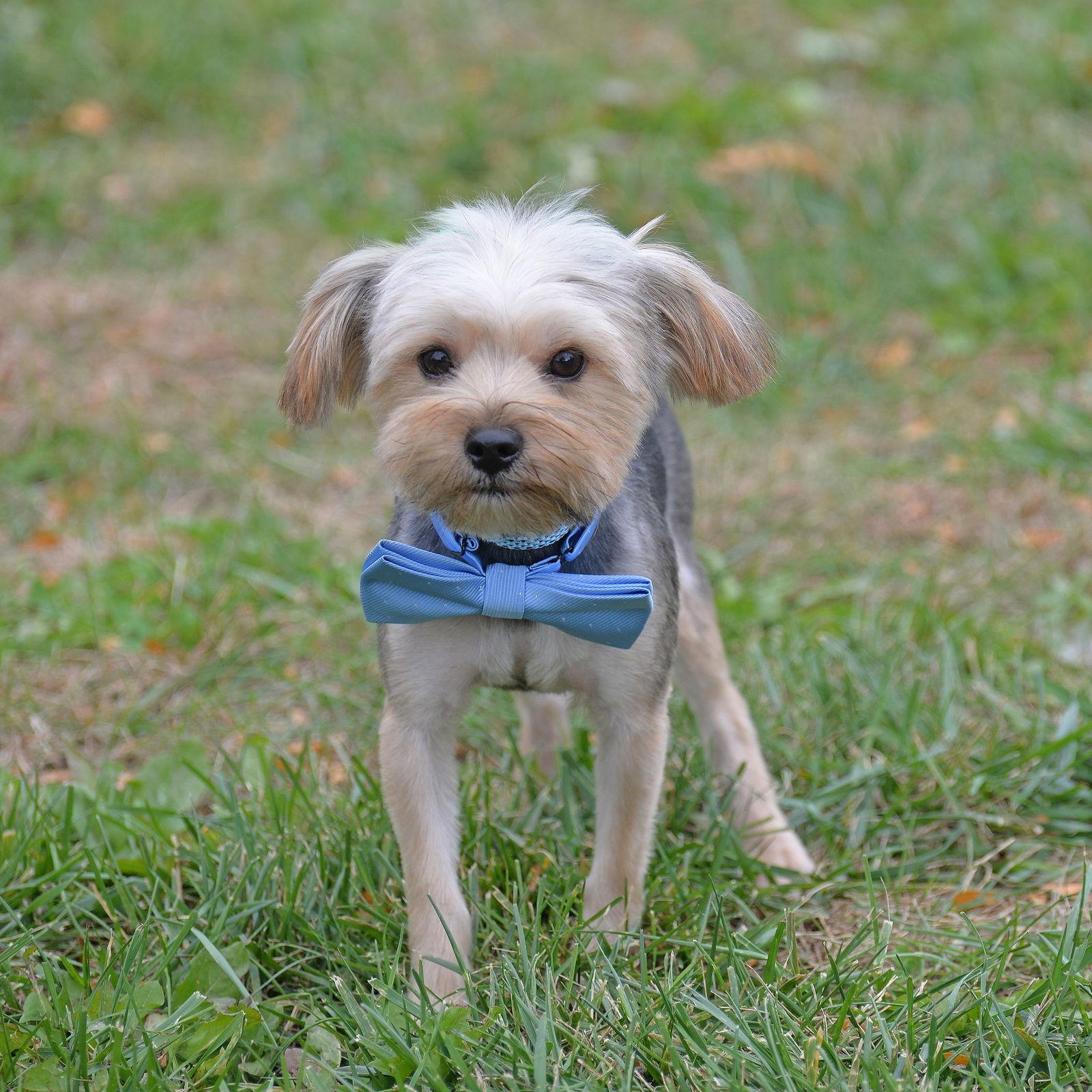 Hawthorne. Nka Thor, a Adopted Yorkshire Terrier in Gretna, NE image 2/3