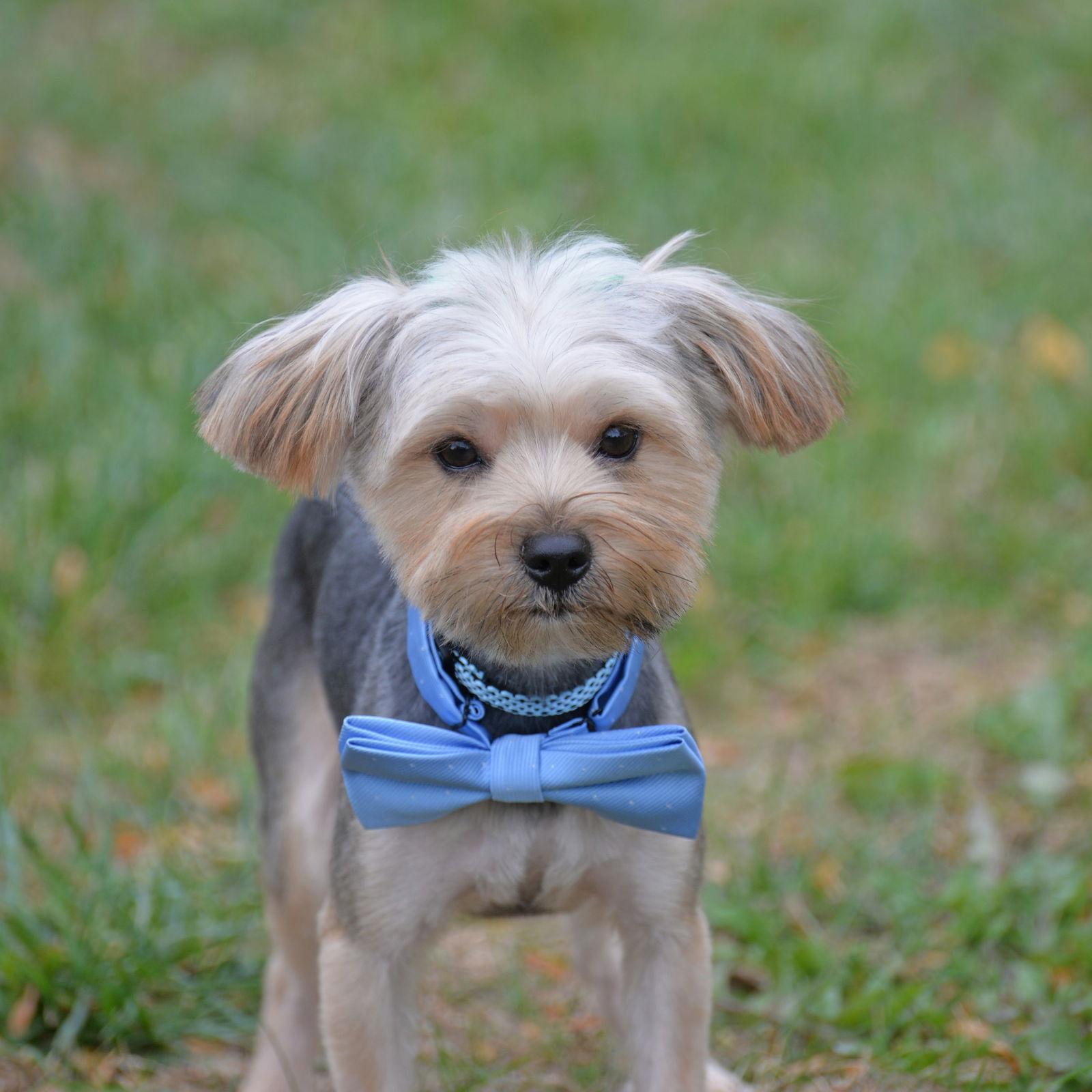 Hawthorne. Nka Thor, a Adopted Yorkshire Terrier in Gretna, NE image 3/3