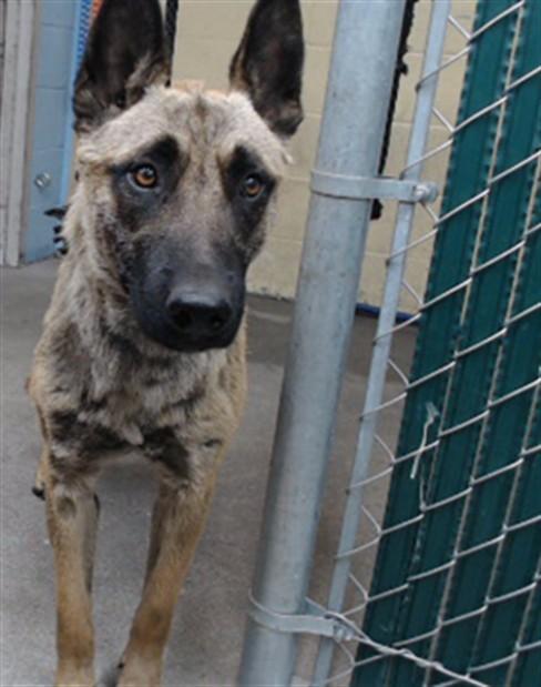 DAVID, Adoptable, Young Male Belgian Shepherd / Malinois.
