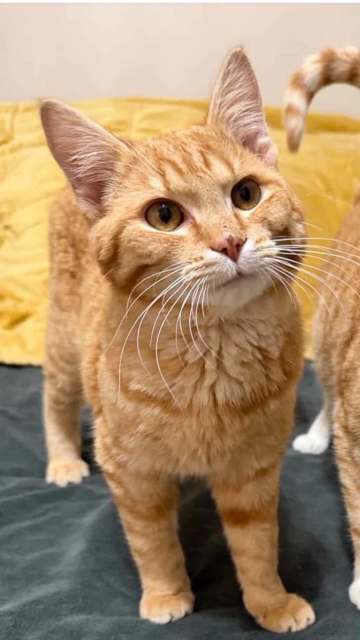 Simba, adopted, Young Male Domestic Short Hair.