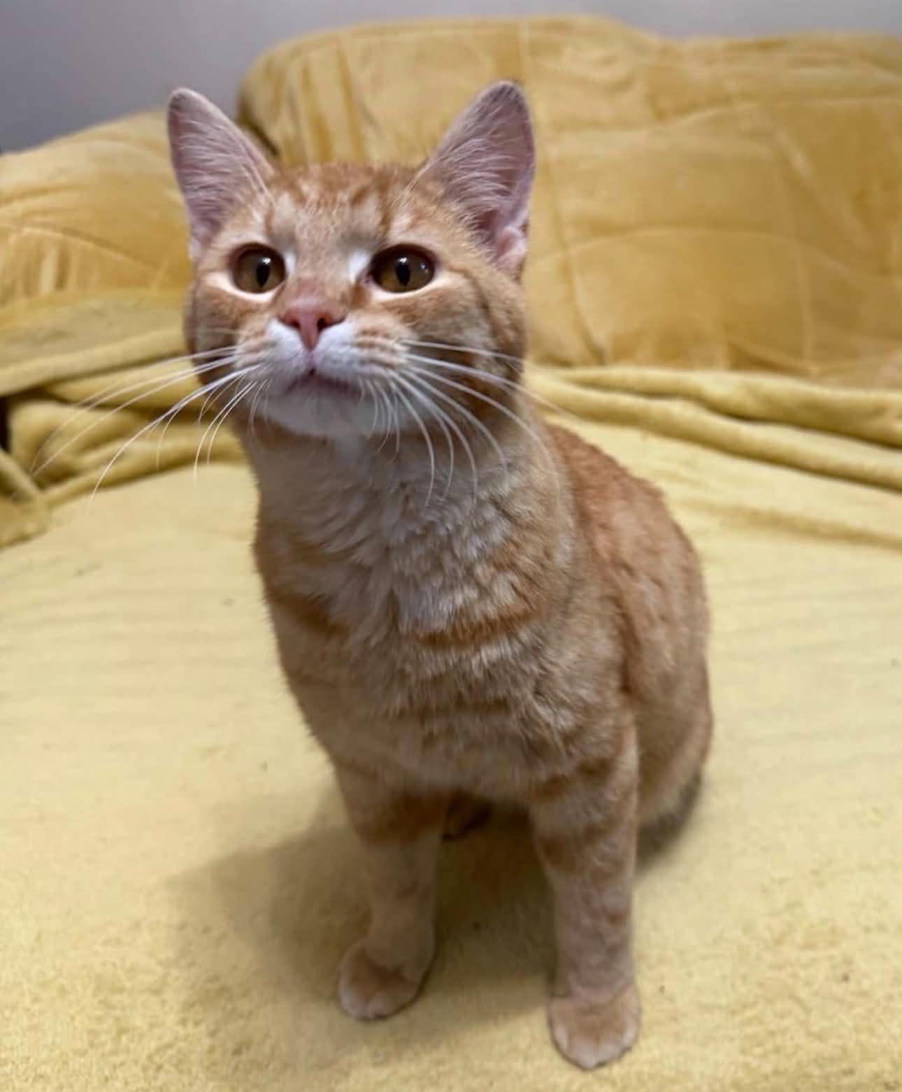 Enlarge Simba, an adopted Domestic Short Hair in Cortland, OH image 2/4