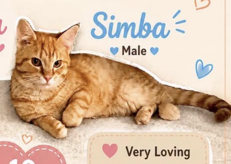 Enlarge Simba, an adopted Domestic Short Hair in Cortland, OH image 3/4