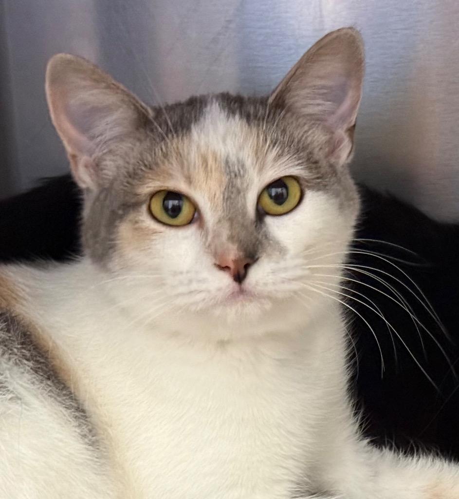 Anna, a Adoptable Domestic Short Hair in Amery, WI image 1/4