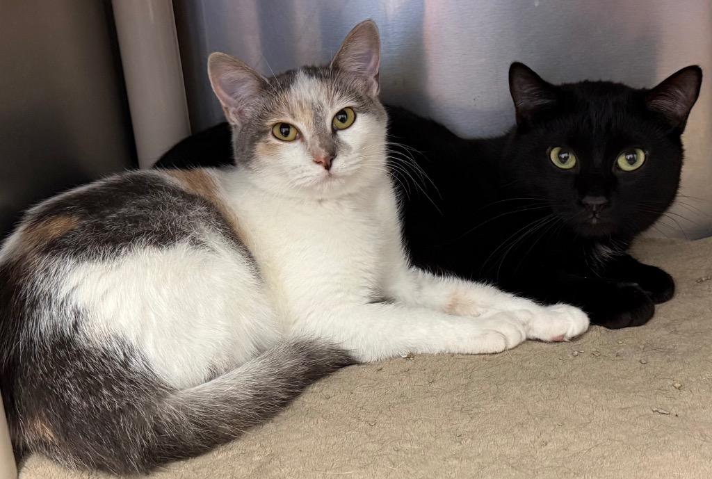 Anna, a Adoptable Domestic Short Hair in Amery, WI image 4/4