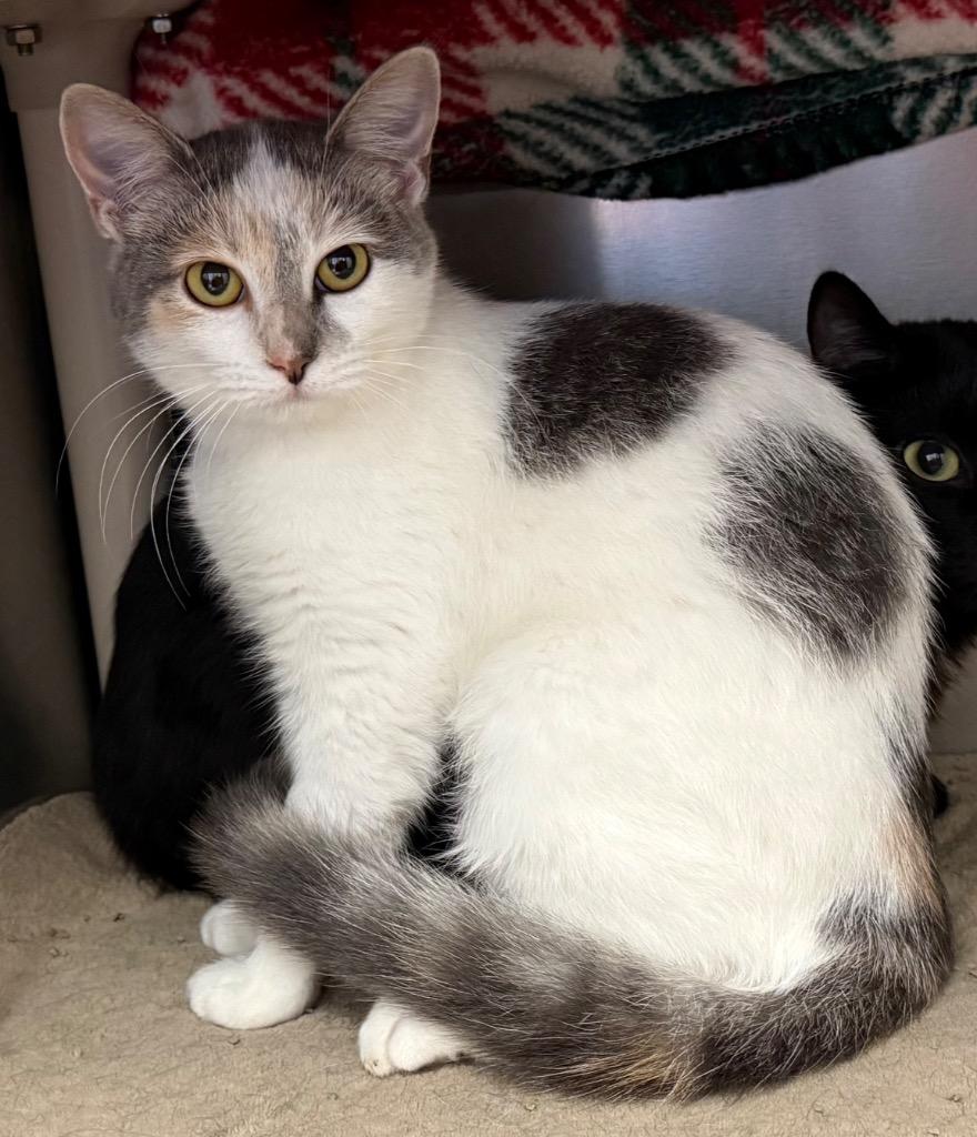 Anna, a Adoptable Domestic Short Hair in Amery, WI image 3/4