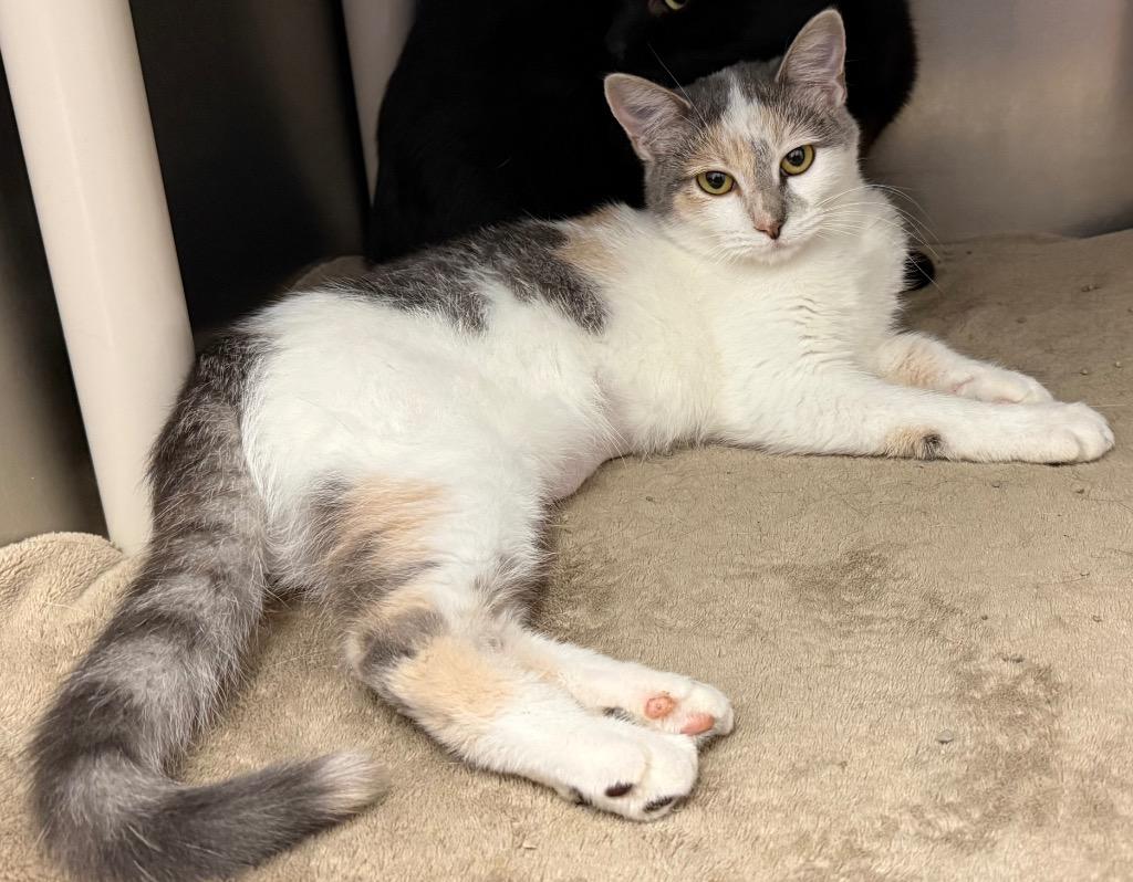 Anna, a Adoptable Domestic Short Hair in Amery, WI image 2/4