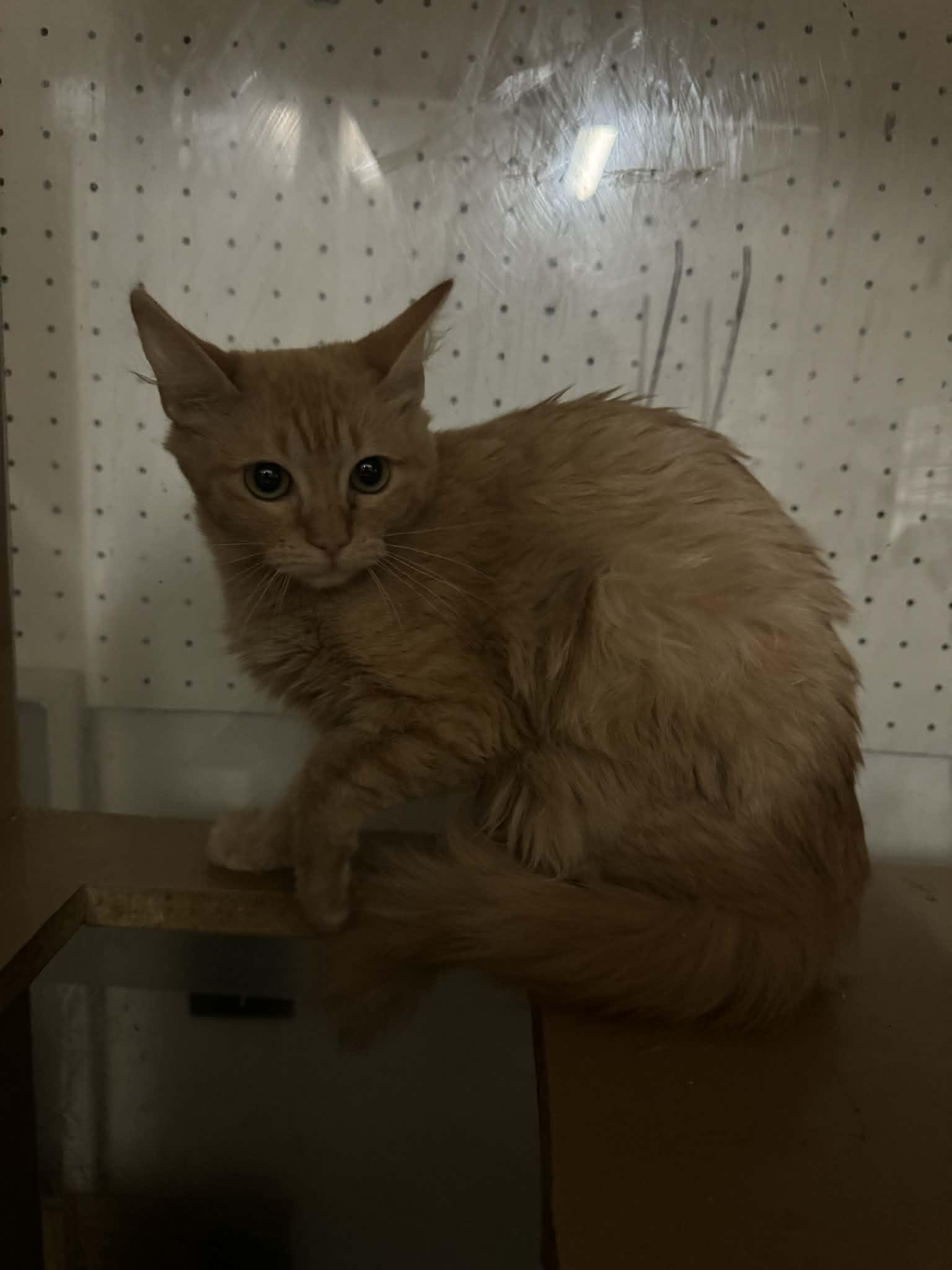 Enlarge Aaaaah!, a Adoptable mixed breed in Wasilla, AK image 1/1