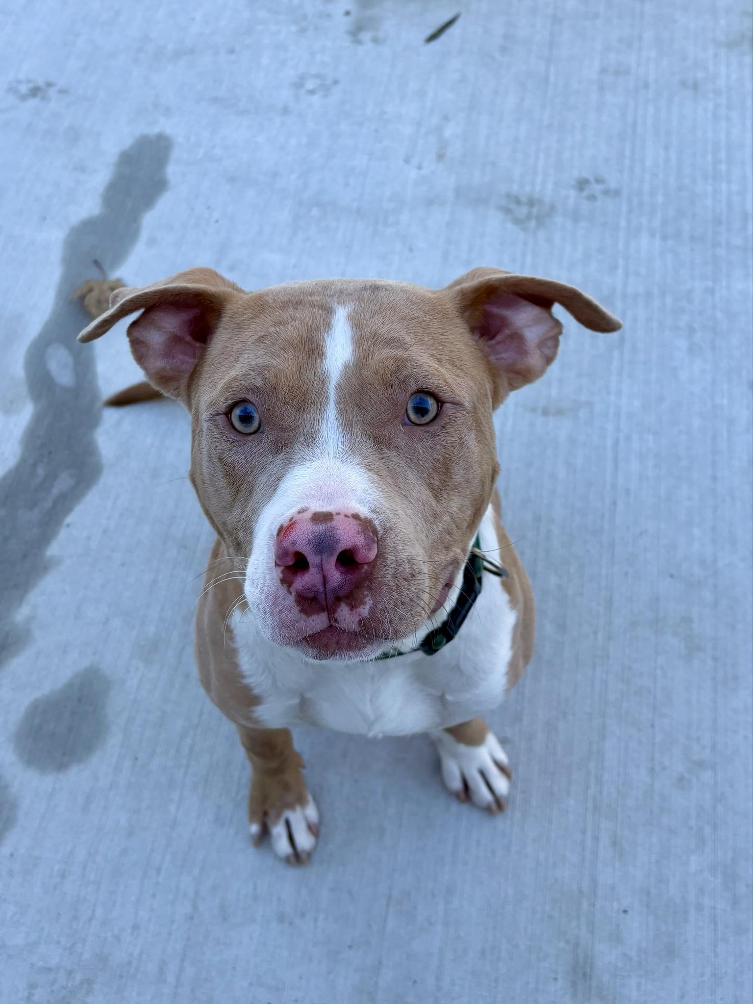 Enlarge Timon - In Foster, a Adoptable mixed breed in Kalamazoo, MI image 1/2