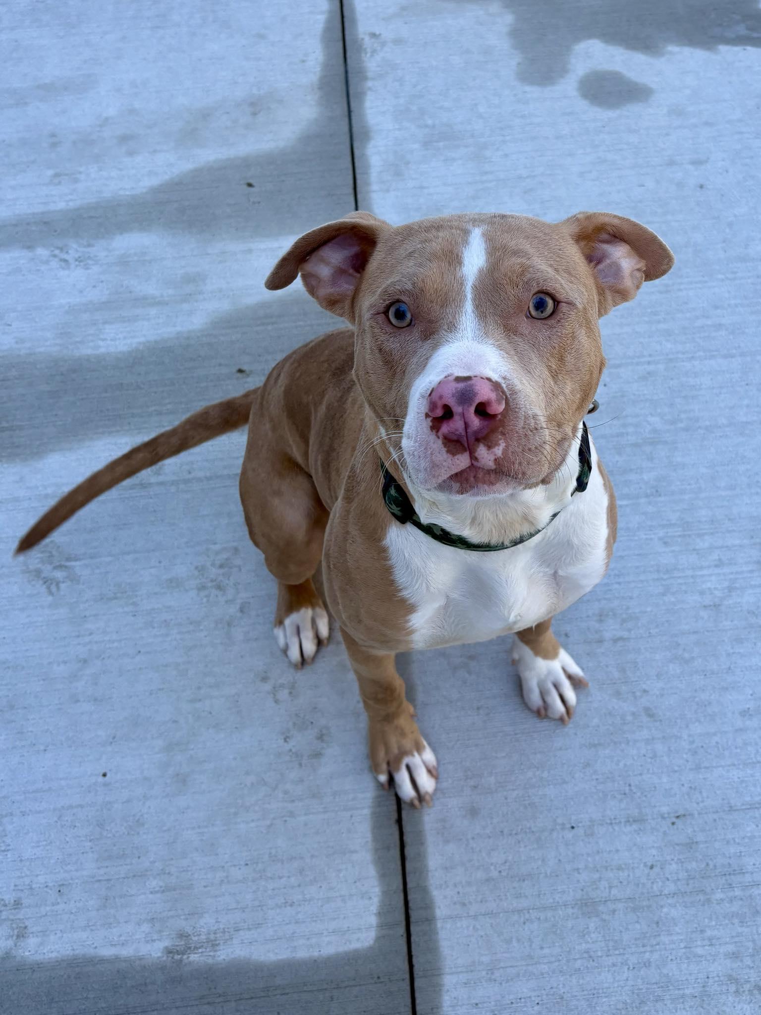 Enlarge Timon - In Foster, a Adoptable mixed breed in Kalamazoo, MI image 2/2