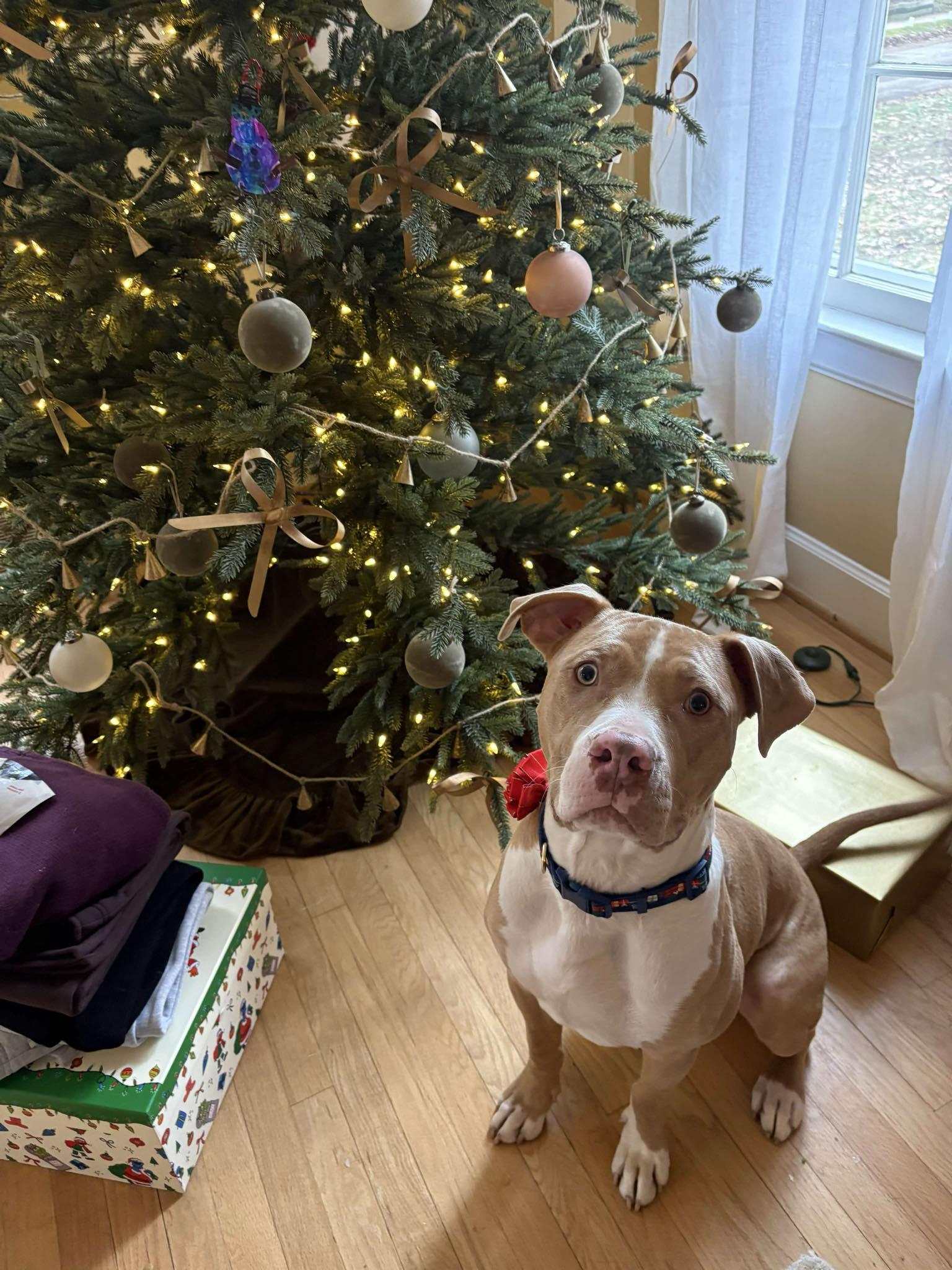 Enlarge Timon, a Adoptable mixed breed in Kalamazoo, MI image 1/3