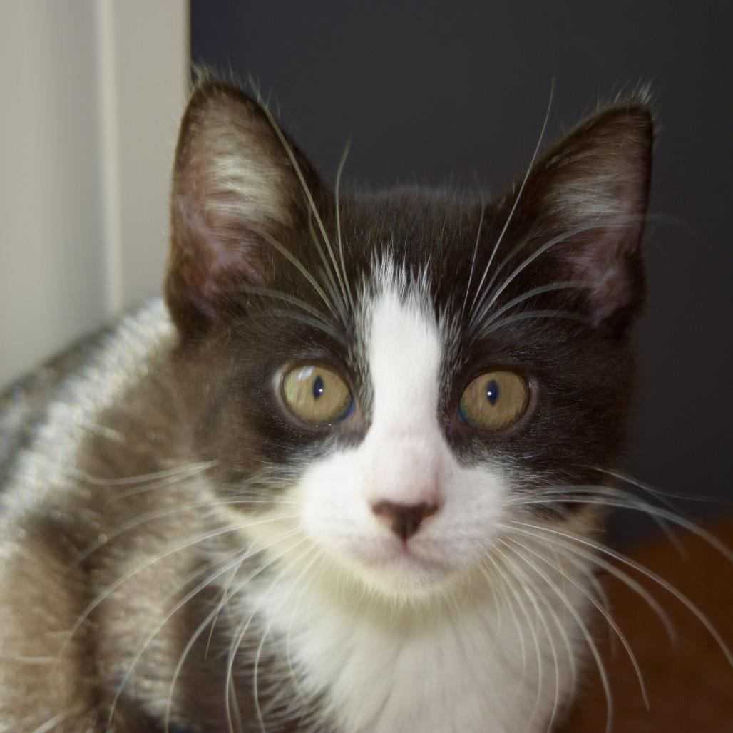 Enlarge Jessie, a Adoptable Domestic Short Hair in SLIPPERY ROCK, PA image 1/2
