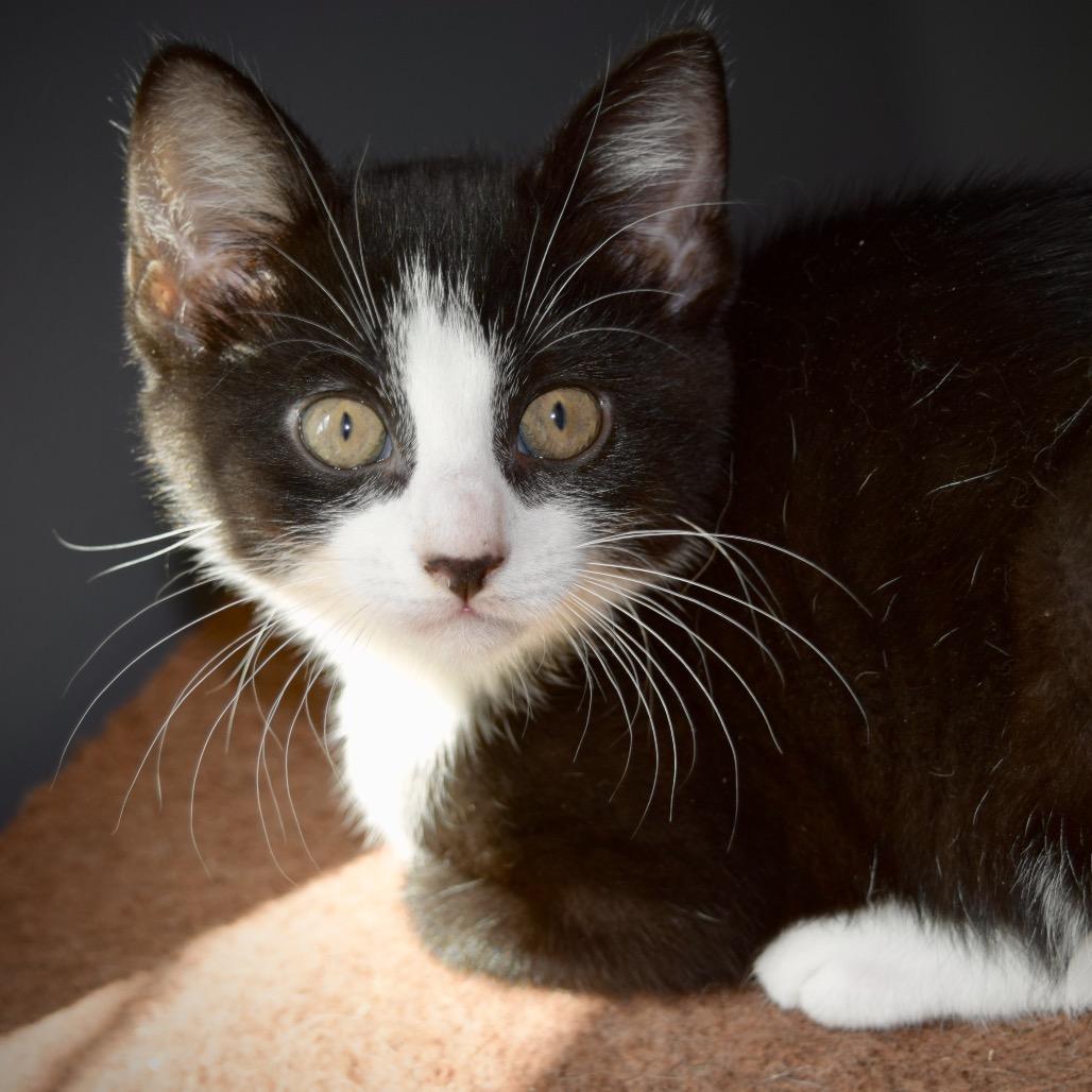 Enlarge Jessie, a Adoptable Domestic Short Hair in SLIPPERY ROCK, PA image 2/2