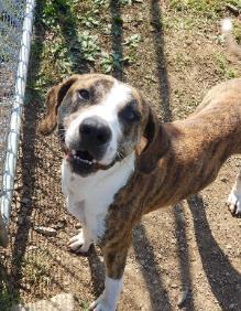 Copper, Adoptable, Adult Male Mixed Breed & Mixed Breed.