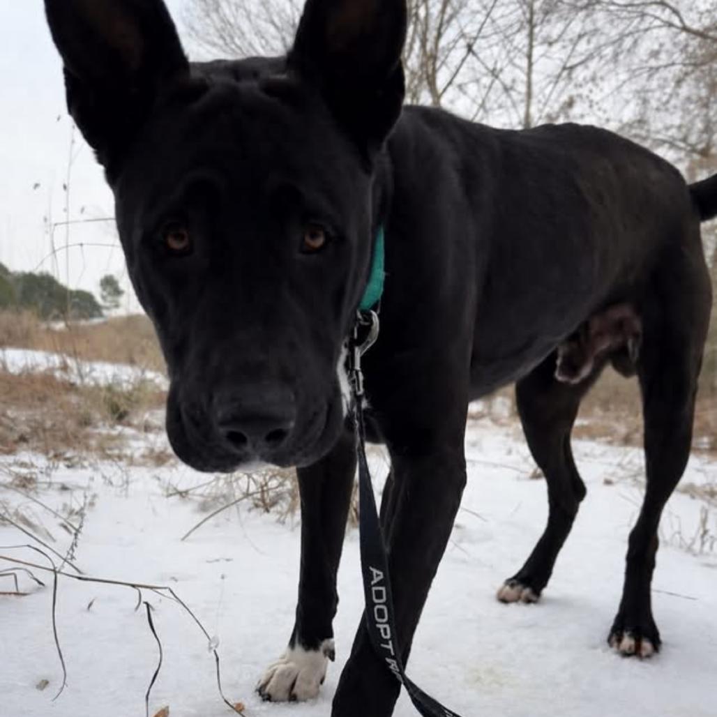 Enlarge Midnight, a Adoptable mixed breed in Marshall, TX image 1/4