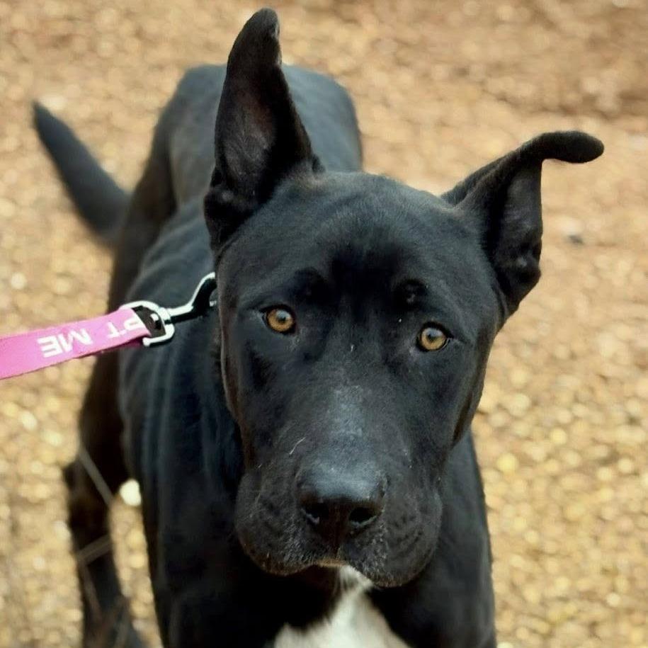 Enlarge Midnight, a Adoptable mixed breed in Marshall, TX image 2/4