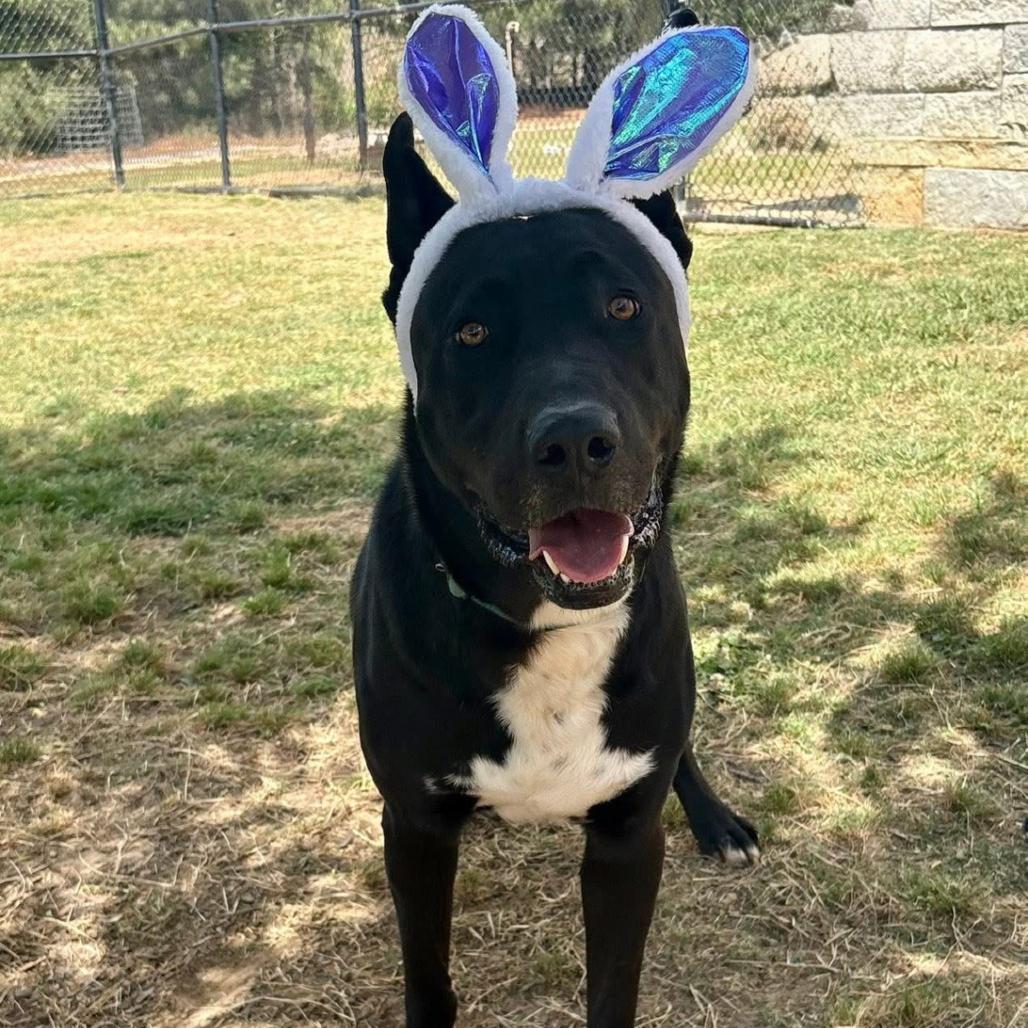 Enlarge Midnight, a Adoptable mixed breed in Marshall, TX image 3/5