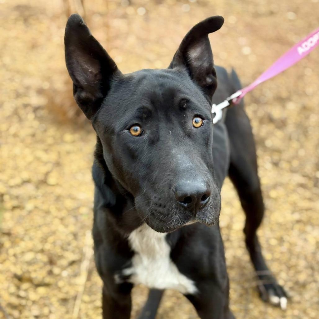 Enlarge Midnight, a Adoptable mixed breed in Marshall, TX image 3/4