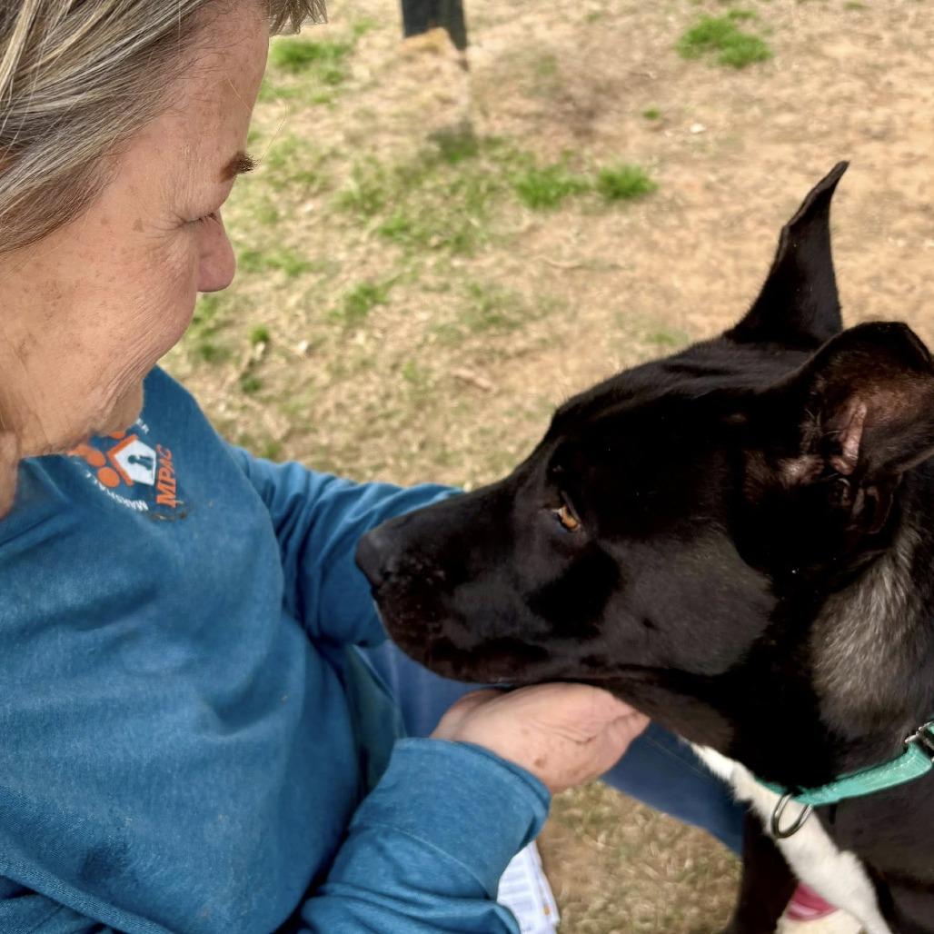 Enlarge Midnight, a Adoptable mixed breed in Marshall, TX image 4/4
