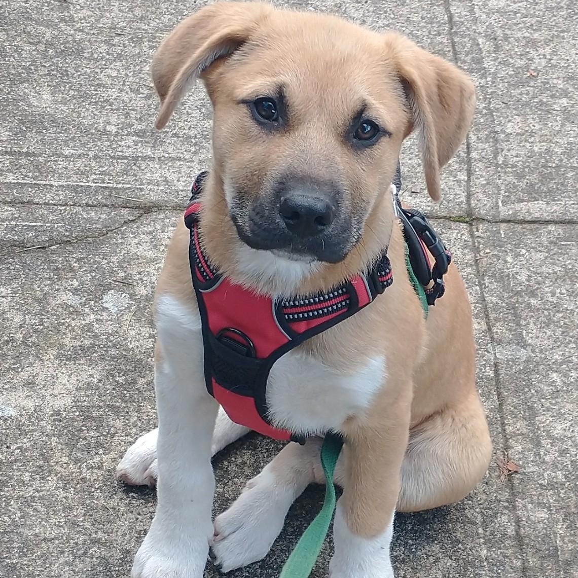 Enlarge Randy, a Adoptable mixed breed in Spokane, WA image 2/5