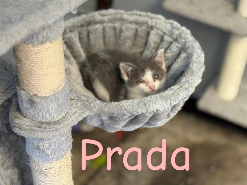 Prada, Adopted, Young Female Domestic Short Hair.