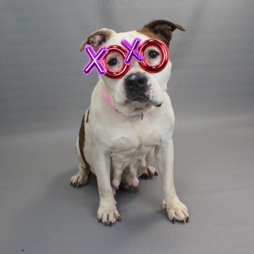 Ruby, Adoptable, Senior Female English Bulldog.