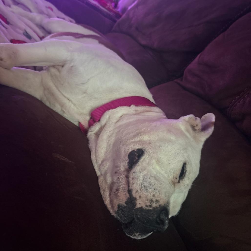 Enlarge Ruby, a Adoptable mixed breed in Greenville, SC image 2/6