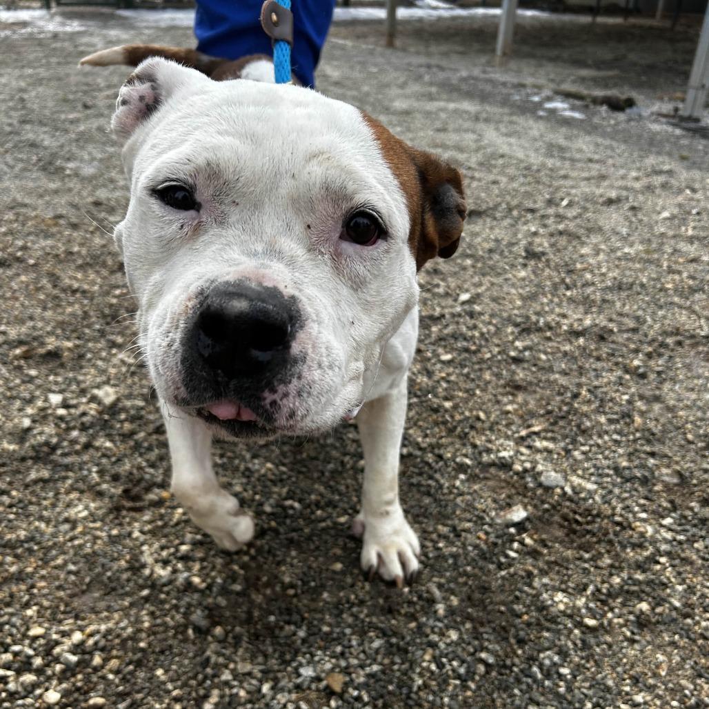 Enlarge Ruby, a Adoptable mixed breed in Greenville, SC image 3/6