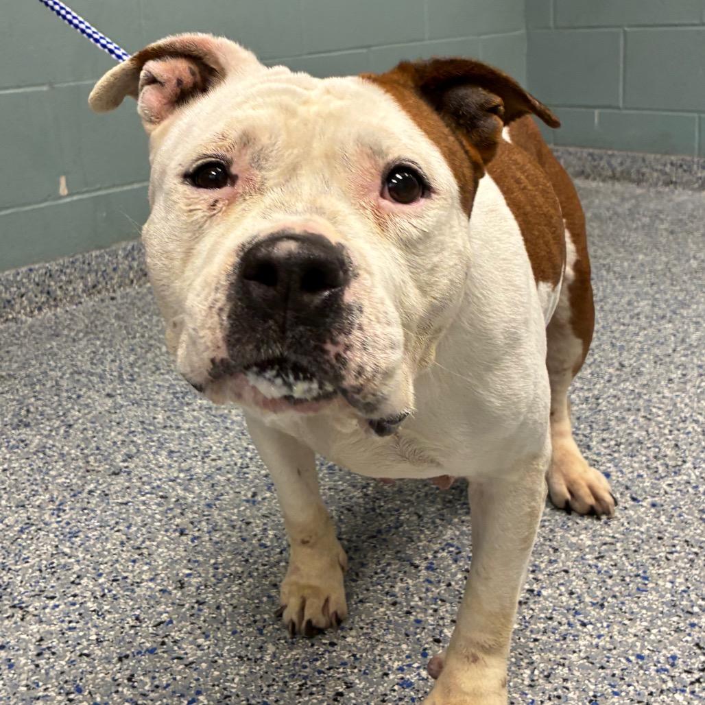 Enlarge Ruby, a Adoptable mixed breed in Greenville, SC image 4/6