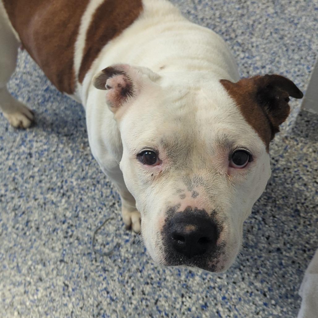 Enlarge Ruby, a Adoptable mixed breed in Greenville, SC image 5/6